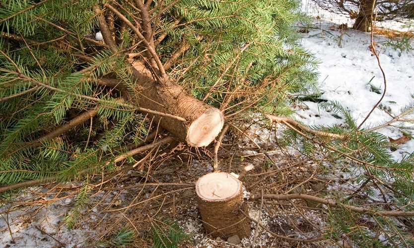 Grinch steals insurance agency’s Christmas tree Business