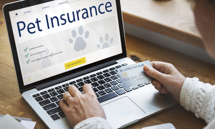 pet insurance 