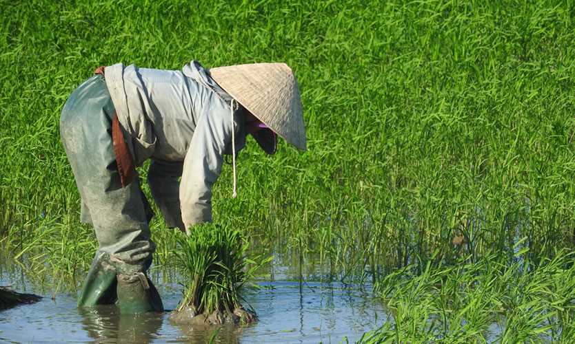 Rice paddy