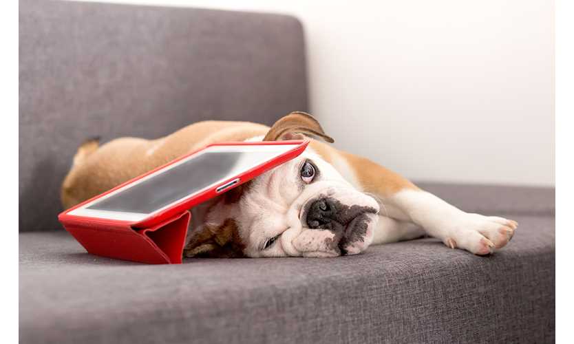 Pets, tech take priority over renters insurance: Study