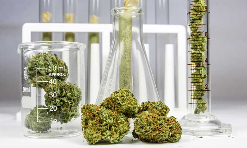 cannabis