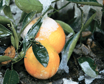 California deep freeze devastates citrus crop