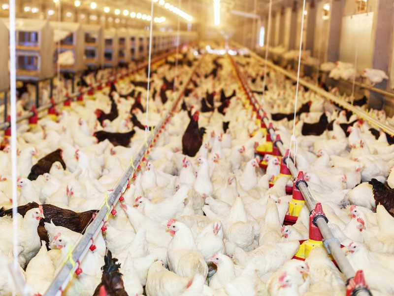 OSHA piles more safety citations on troubled chicken plant