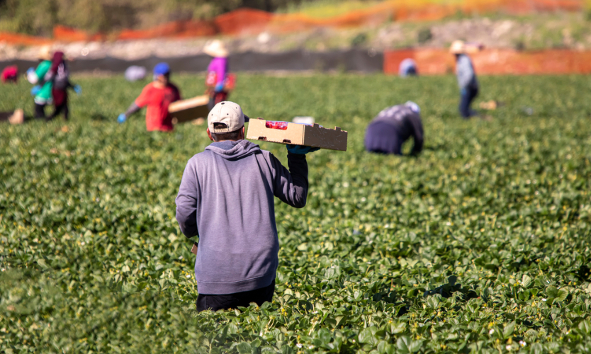 farmworker 