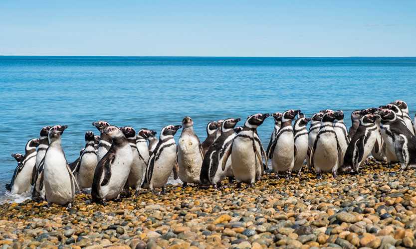 Patagonia penguins