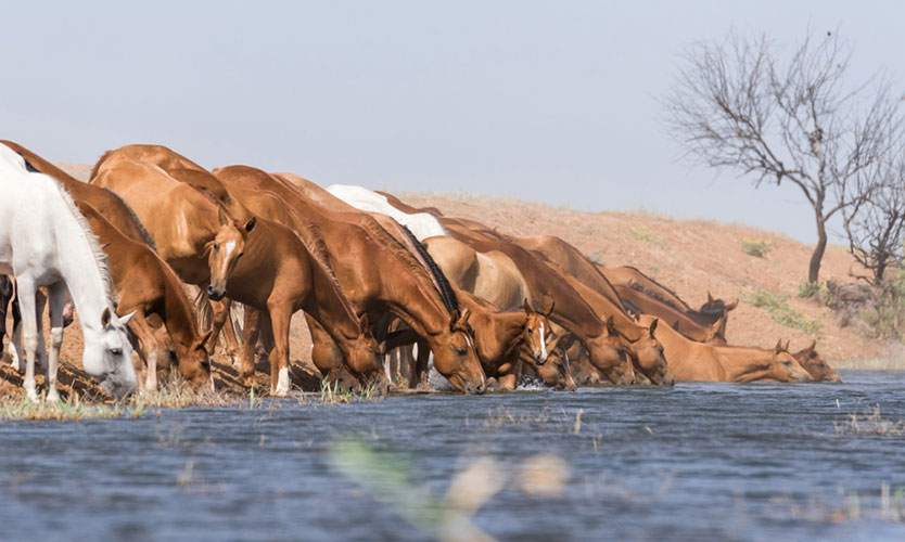 Russia drought