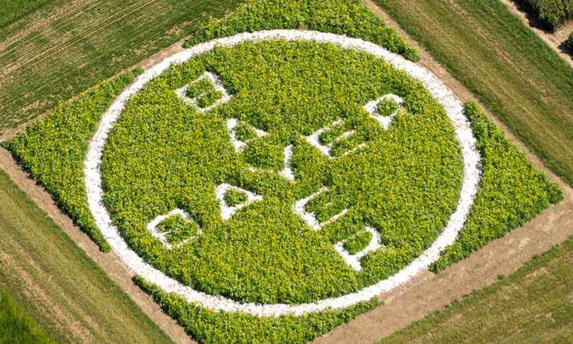Bayer