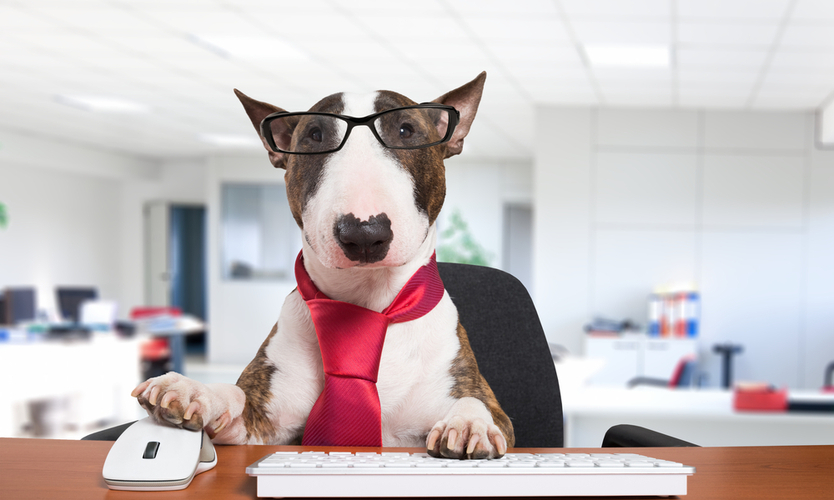 Millennials' pet project: Bring Fido to work | Business Insurance Millennials' pet project: Bring Fido to work | Business Insurance